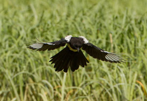 magpie